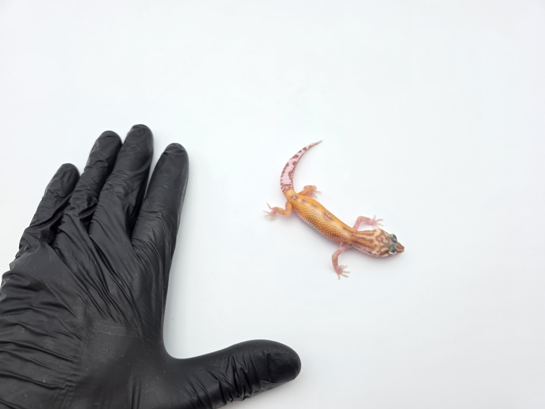 Eublepharis macularius, TSD femelle nÃ©e en 2025, "Bandit cross mack snow tremper reverse stripe", Nom/rÃ©fÃ©rence : TRYNIA