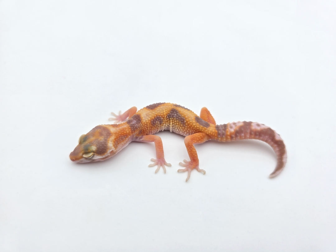 Eublepharis macularius, TSD femelle nÃ©e en 2025, "Mandarin albinos (bell) jungle", Nom/rÃ©fÃ©rence : JOYIA