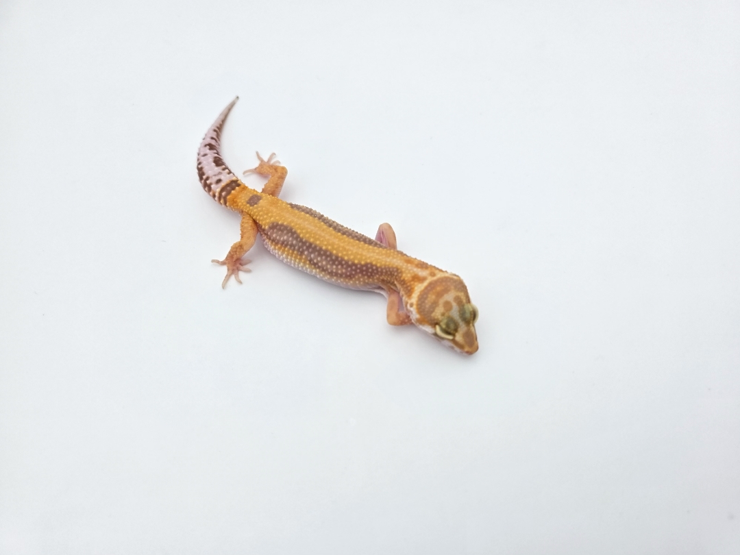 Eublepharis macularius, TSD femelle nÃ©e en 2025, "Bandit bold stripe albinos (bell) electric line", Nom/rÃ©fÃ©rence : ZULYA