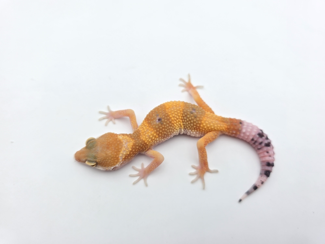 Eublepharis macularius, femelle nÃ©e en 2025, "SHTCTB electric line", Nom/rÃ©fÃ©rence : SHOTIA