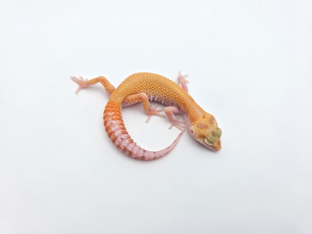 Eublepharis macularius, TSD femelle nÃ©e en 2025, "Mandarin sunglow (bell) reverse stripe bold", Nom/rÃ©fÃ©rence : AKIMIA