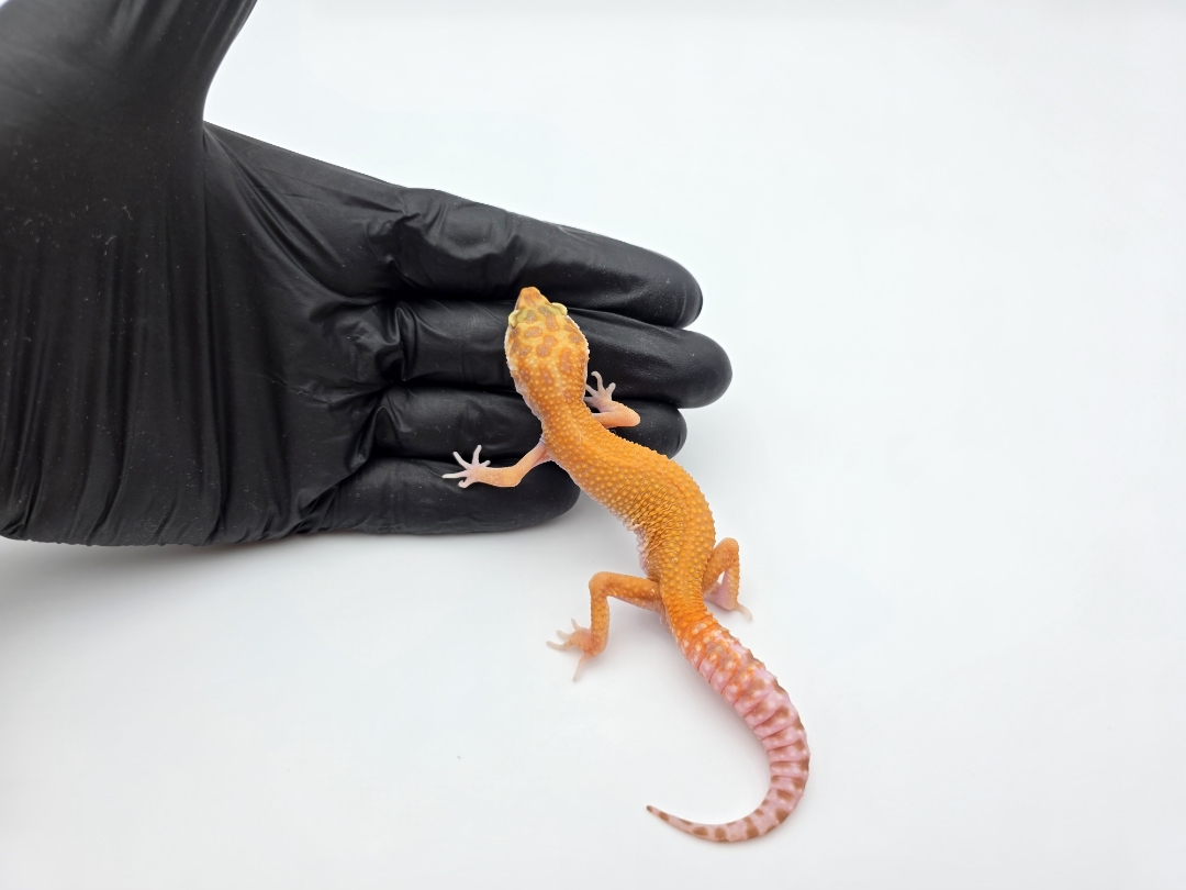 Eublepharis macularius, TSD mÃ¢le nÃ© en 2025, "Bandit cross mandarin sunglow (bell) reverse stripe bold", Nom/rÃ©fÃ©rence : HIOYO