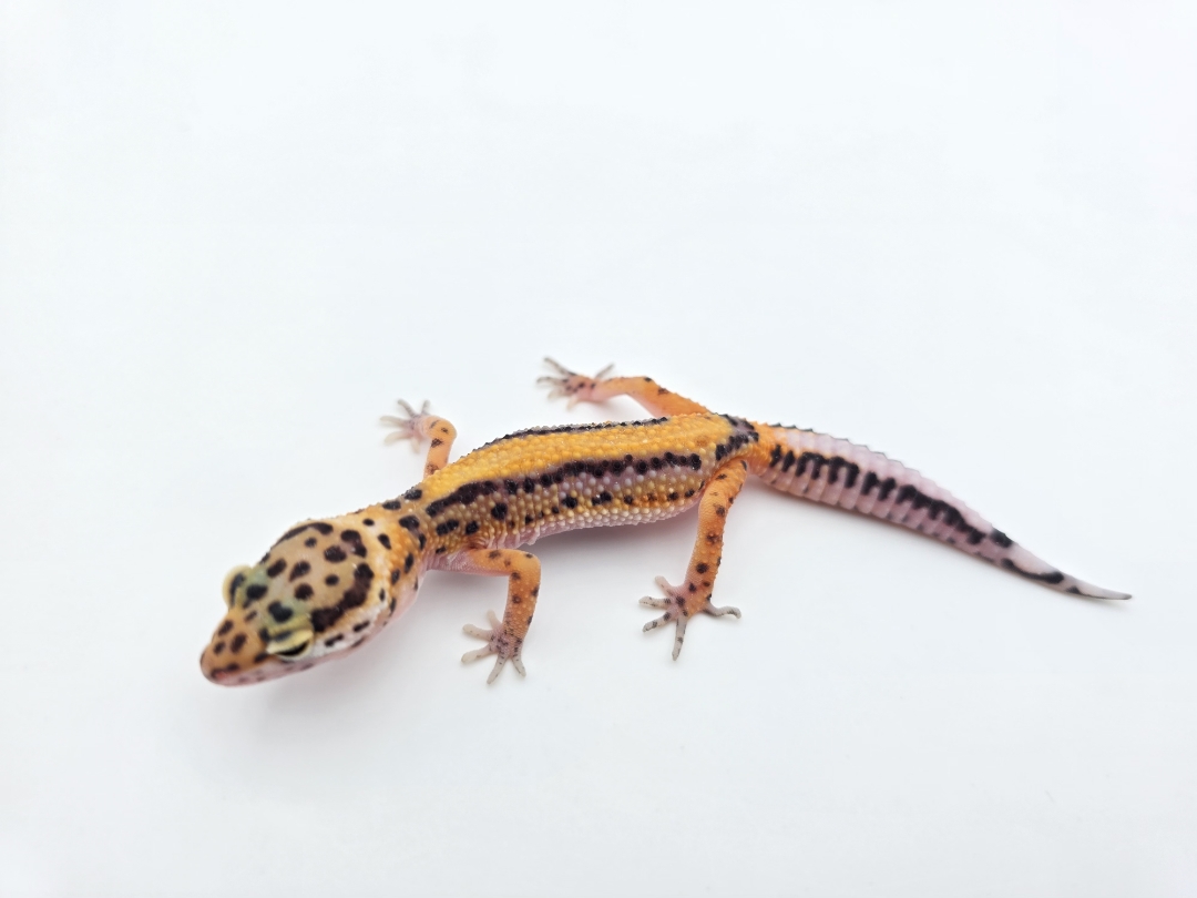 Eublepharis macularius, TSD femelle nÃ©e en 2025, "Bandit bold stripe mandarin lavender", Nom/rÃ©fÃ©rence : DIDIA