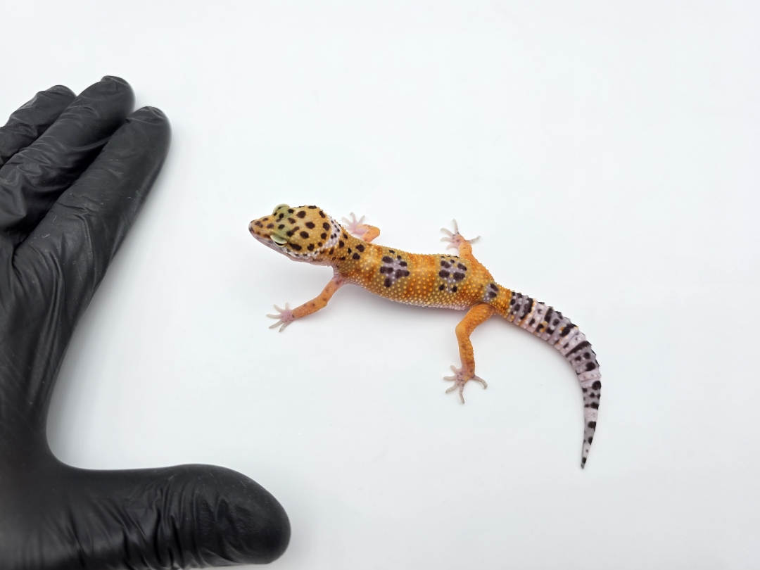 Eublepharis macularius, TSD femelle nÃ©e en 2025, "Bandit cross mandarin emerine", Nom/rÃ©fÃ©rence : TRINIATA