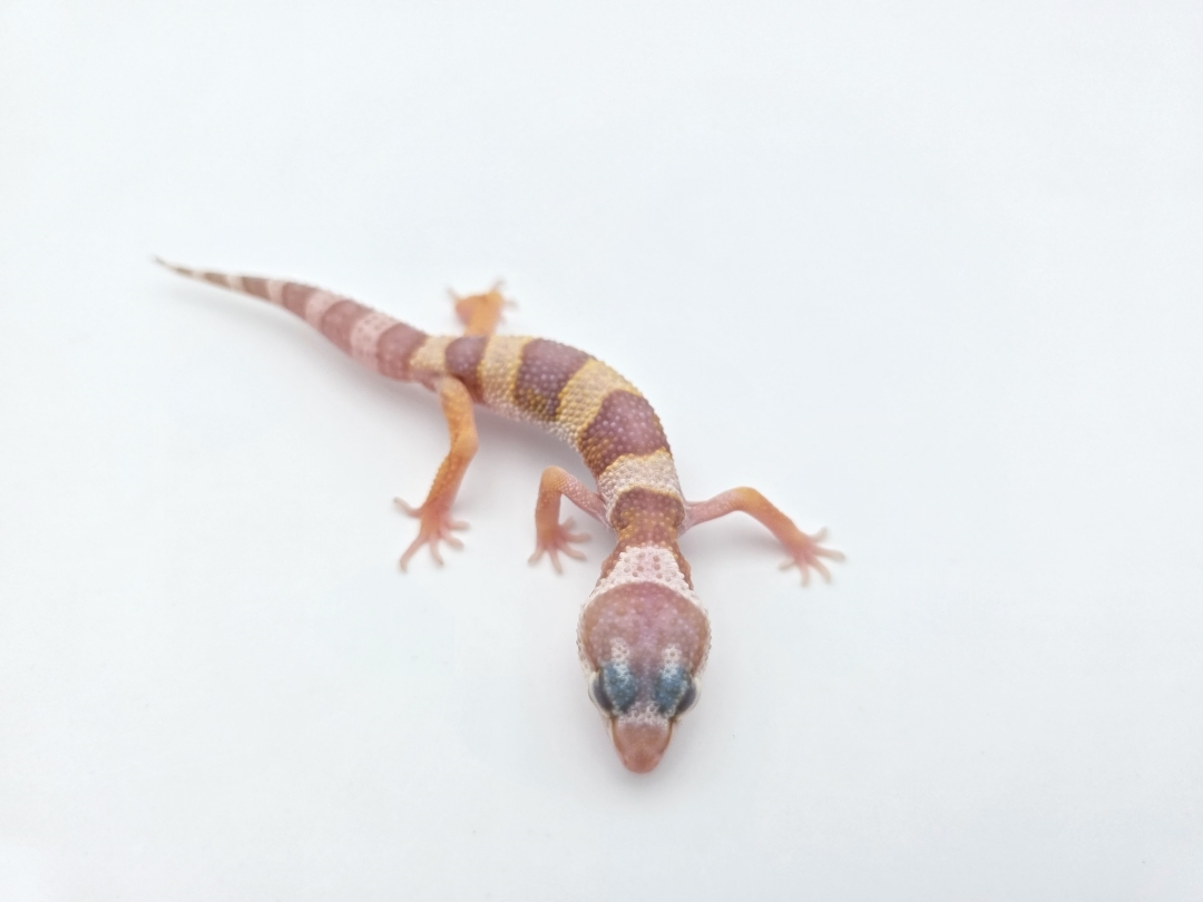 Eublepharis macularius, TSD mÃ¢le nÃ© en 2025, "Snowglow (tremper)", Nom/rÃ©fÃ©rence : KODIO