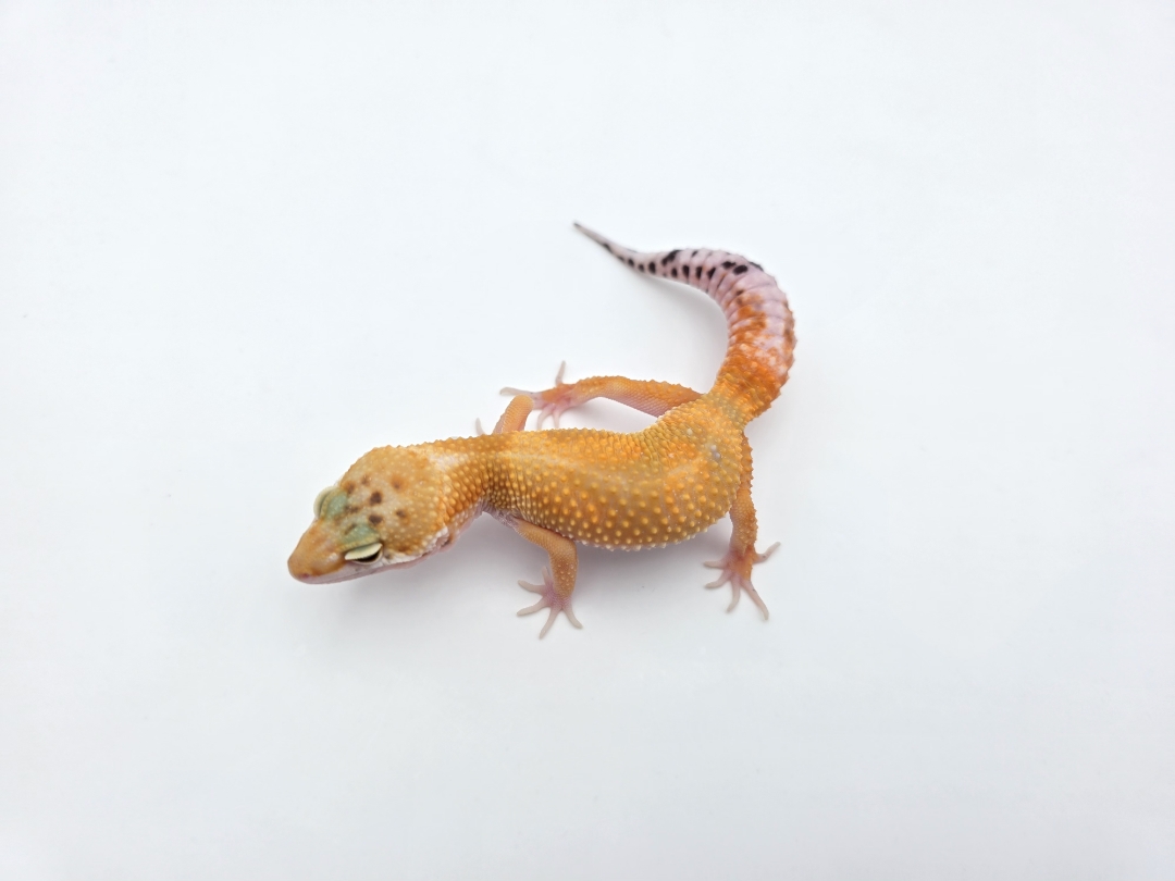 Eublepharis macularius, TSD mÃ¢le nÃ© en 2025, "Electric emerine bold stripe jungle", Nom/rÃ©fÃ©rence : OLIPIO