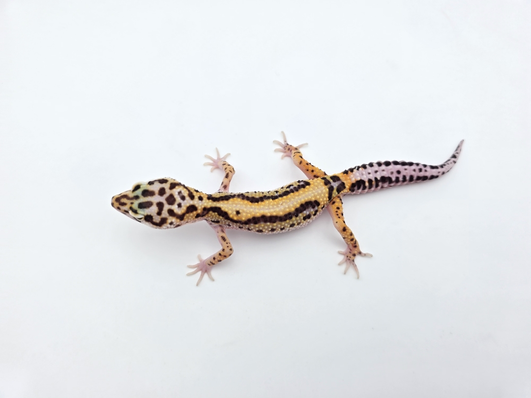 Eublepharis macularius, TSD mÃ¢le nÃ© en 2025, "Bandit bold stripe electric lavender", Nom/rÃ©fÃ©rence : SWAGGO