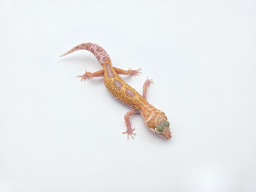 Eublepharis macularius, TSD femelle nÃ©e en 2025, "Mack snow albinos (tremper) reverse stripe jungle electric line", Nom/rÃ©fÃ©rence : ROSINIA