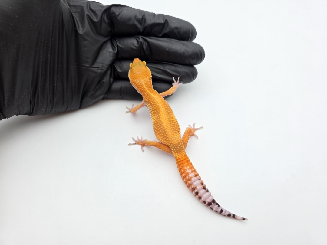 Eublepharis macularius, TSD femelle nÃ©e en 2025, "Mandarin reverse stripe bold", Nom/rÃ©fÃ©rence : ORIA