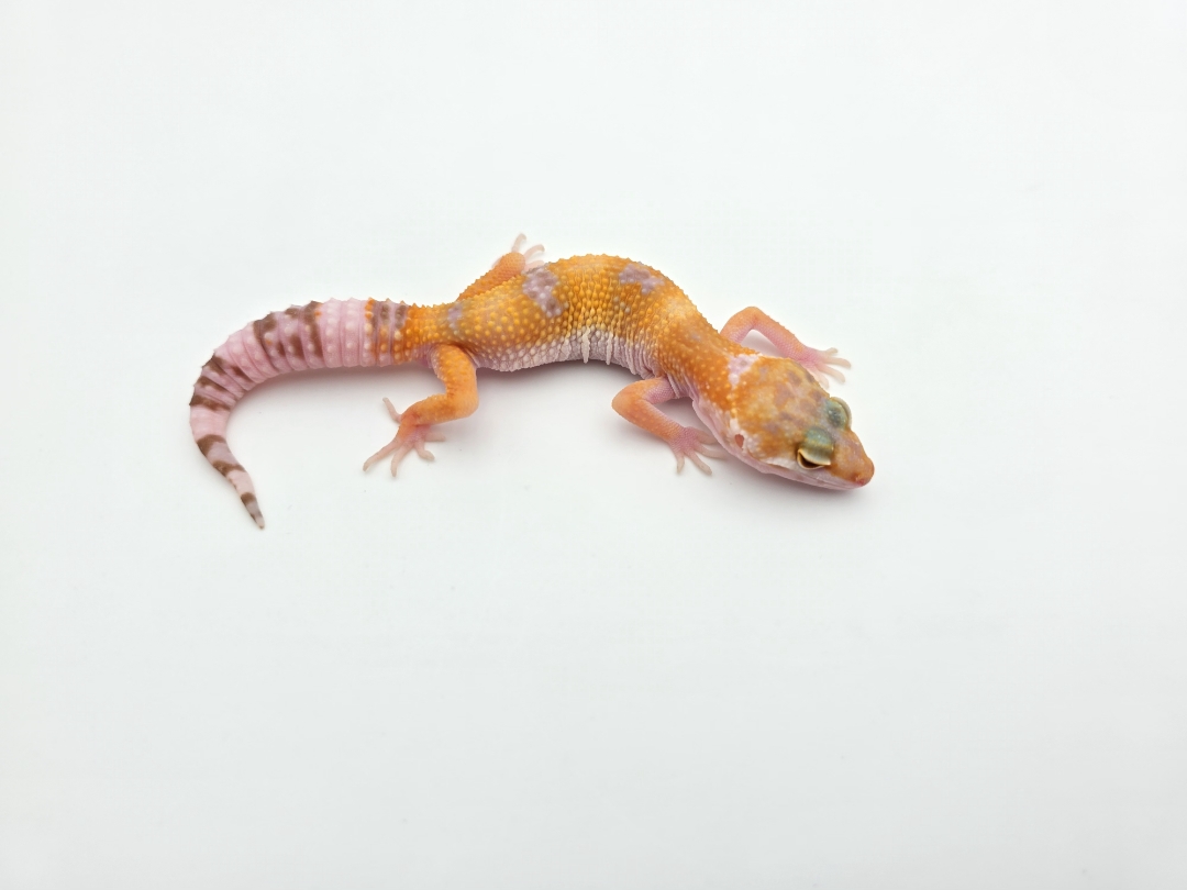 Eublepharis macularius, TSD mÃ¢le nÃ© en 2025, "Mandarin sunglow (bell)", Nom/rÃ©fÃ©rence : SULYO