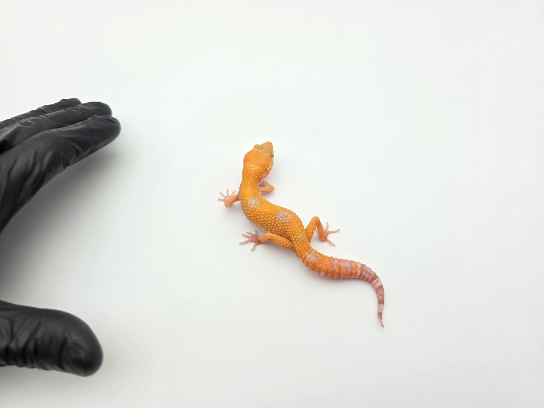 Eublepharis macularius, TSD mÃ¢le nÃ© en 2025, "Mandarin sunglow (bell)", Nom/rÃ©fÃ©rence : SONWIO