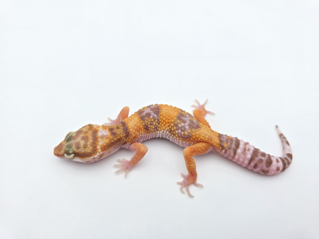 Eublepharis macularius, TSD femelle nÃ©e en 2025, "Lavender albinos (bell) electric line", Nom/rÃ©fÃ©rence : LOVIA