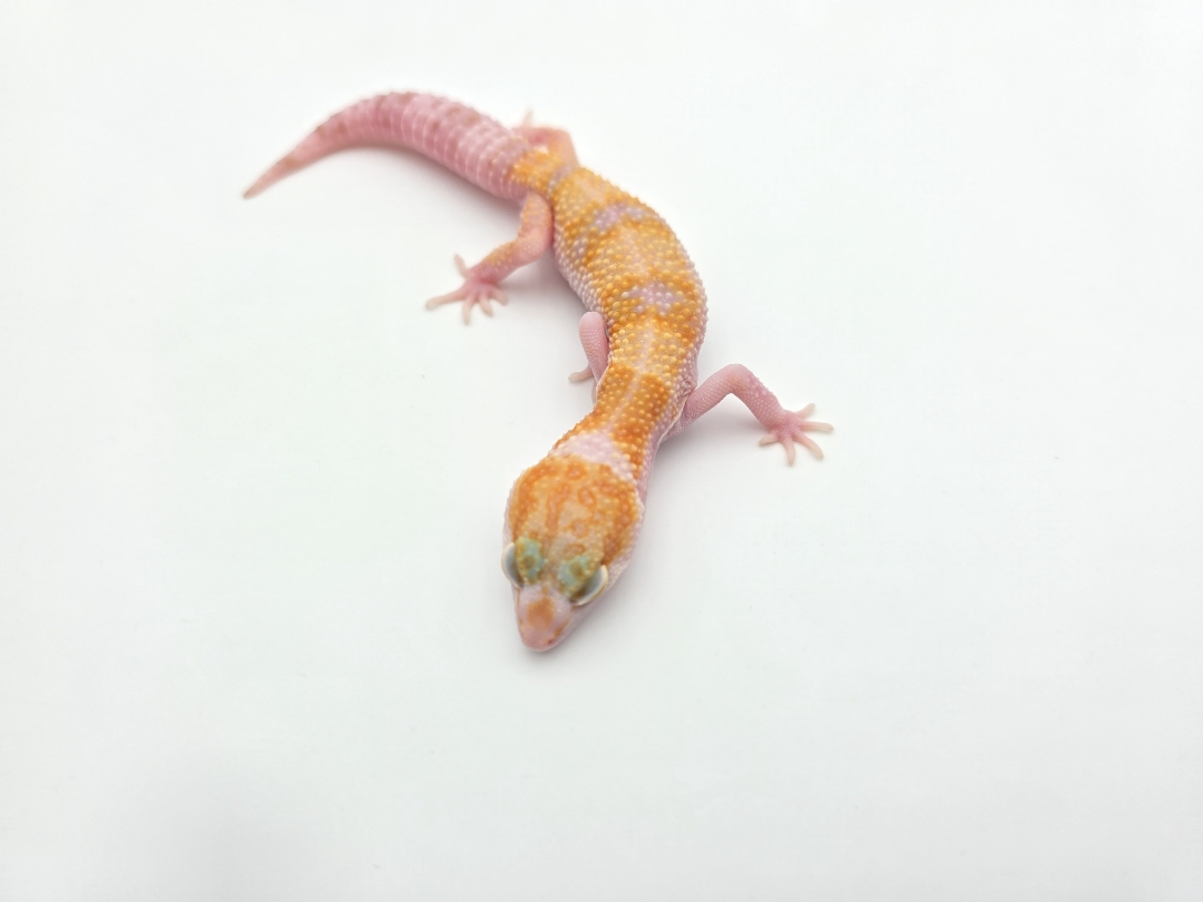 Eublepharis macularius, TSD femelle nÃ©e en 2025, "W&y sunglow (tremper)", Nom/rÃ©fÃ©rence : WYALIA