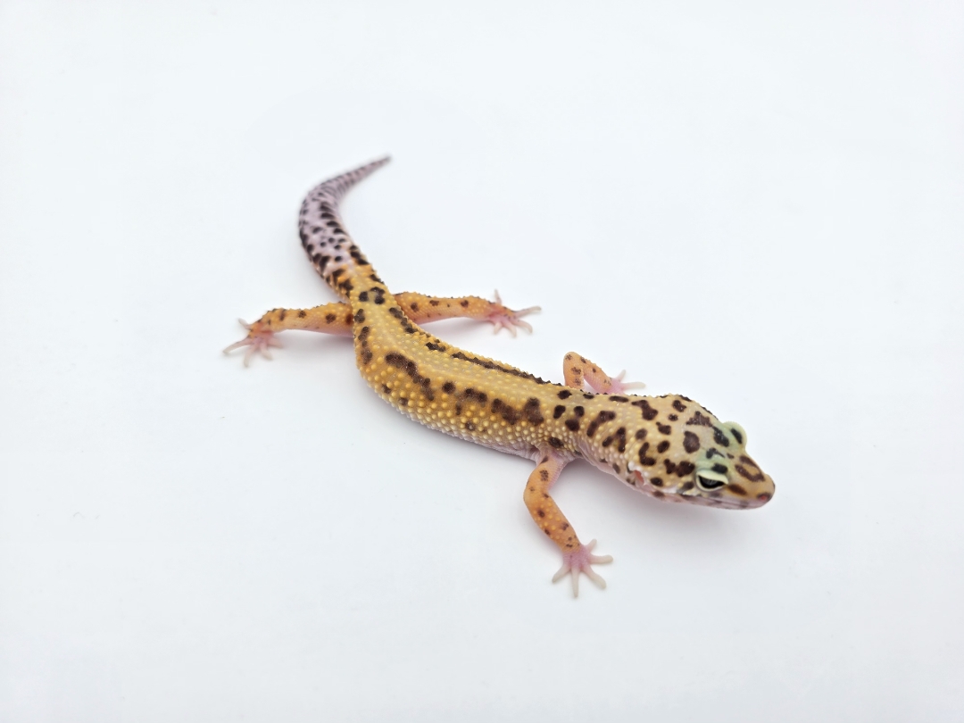 Eublepharis macularius, TSD femelle nÃ©e en 2025, "Bandit cross electric bold stripe jungle", Nom/rÃ©fÃ©rence : STRIOTIA