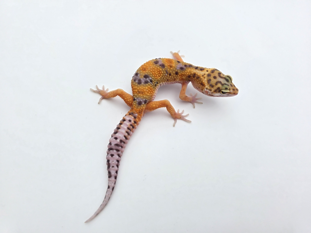 Eublepharis macularius, TSD mÃ¢le nÃ© en 2025, "Bandit cross mandarin emerine jungle", Nom/rÃ©fÃ©rence : IDWIO