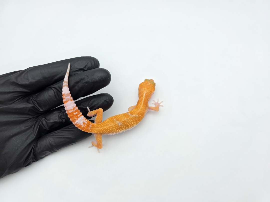 Eublepharis macularius, TSD mÃ¢le nÃ© en 2025, "Mandarin sunglow (tremper) reverse stripe jungle", Nom/rÃ©fÃ©rence : SINO