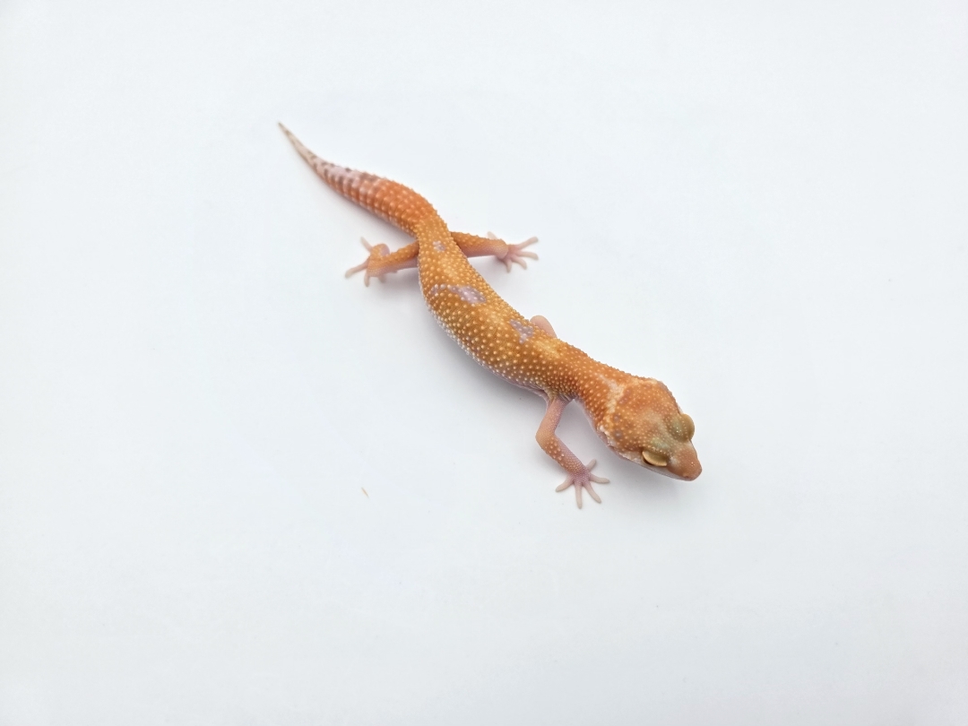 Eublepharis macularius, TSD femelle nÃ©e en 2025, "Mandarin sunglow (tremper) bold stripe jungle", Nom/rÃ©fÃ©rence : ROSIWIA