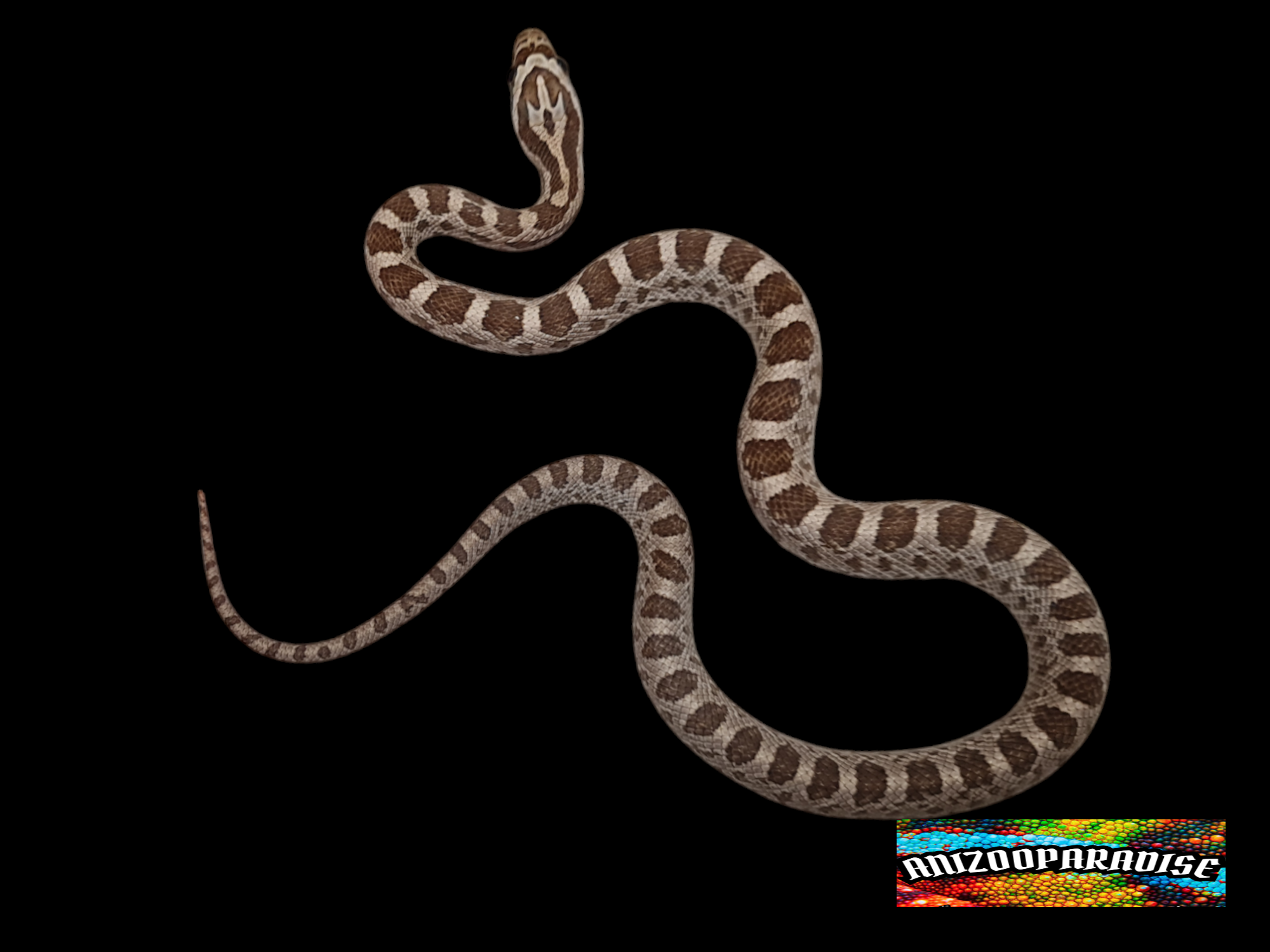 Pantherophis guttatus sp scaleless, jeune mÃ¢le nÃ© en 2024 Ã  l'Ã©levage, "Emoryi 66% het.scaleless, ghost (emoryi gÃ¨ne), motley, 50% het.albinos caramel" Nom : FOLIO
