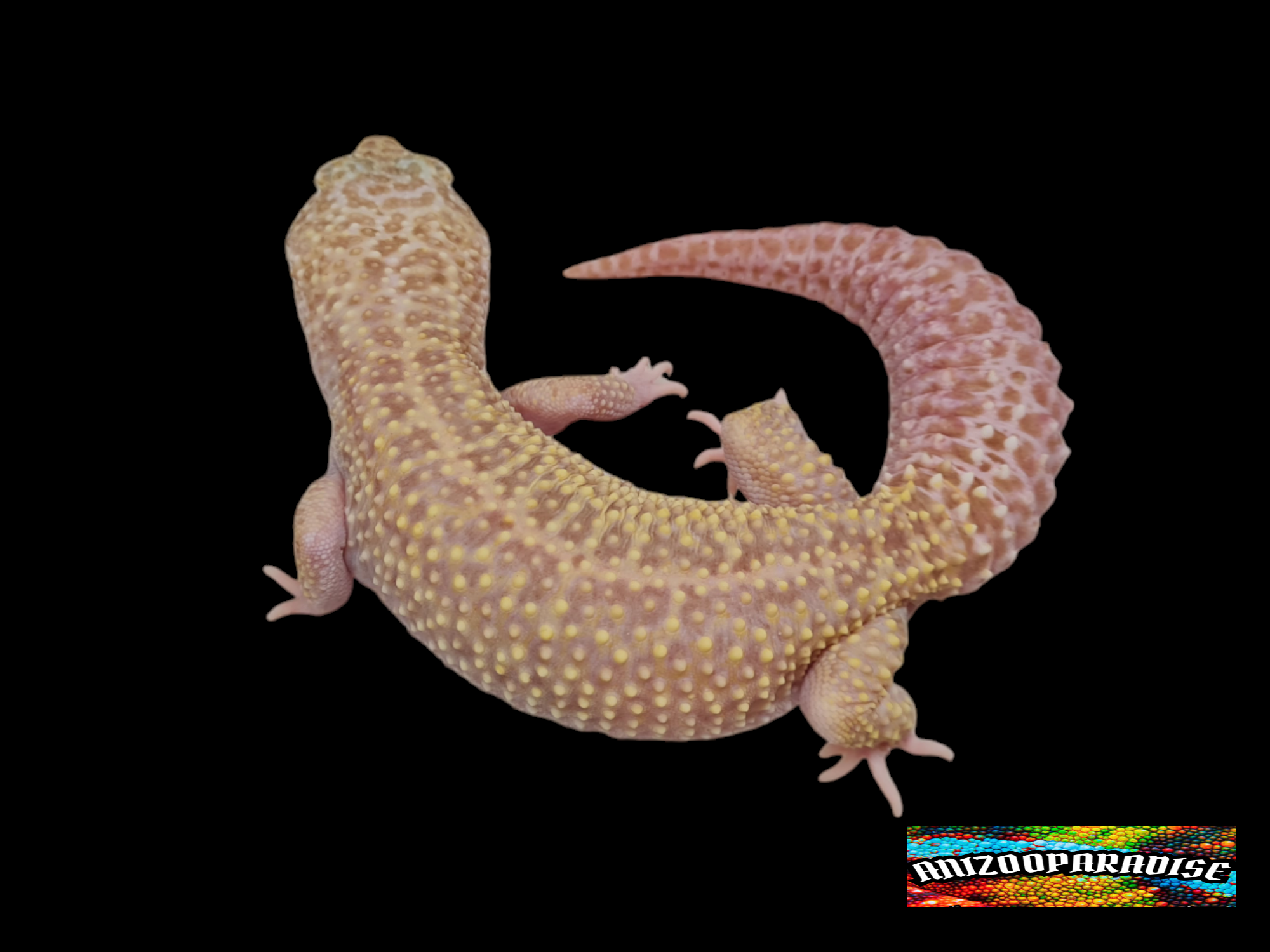Eublepharis macularius, femelle adulte nÃ©e en 2020, "Mack snow raptor", Nom/rÃ©fÃ©rence : GE11