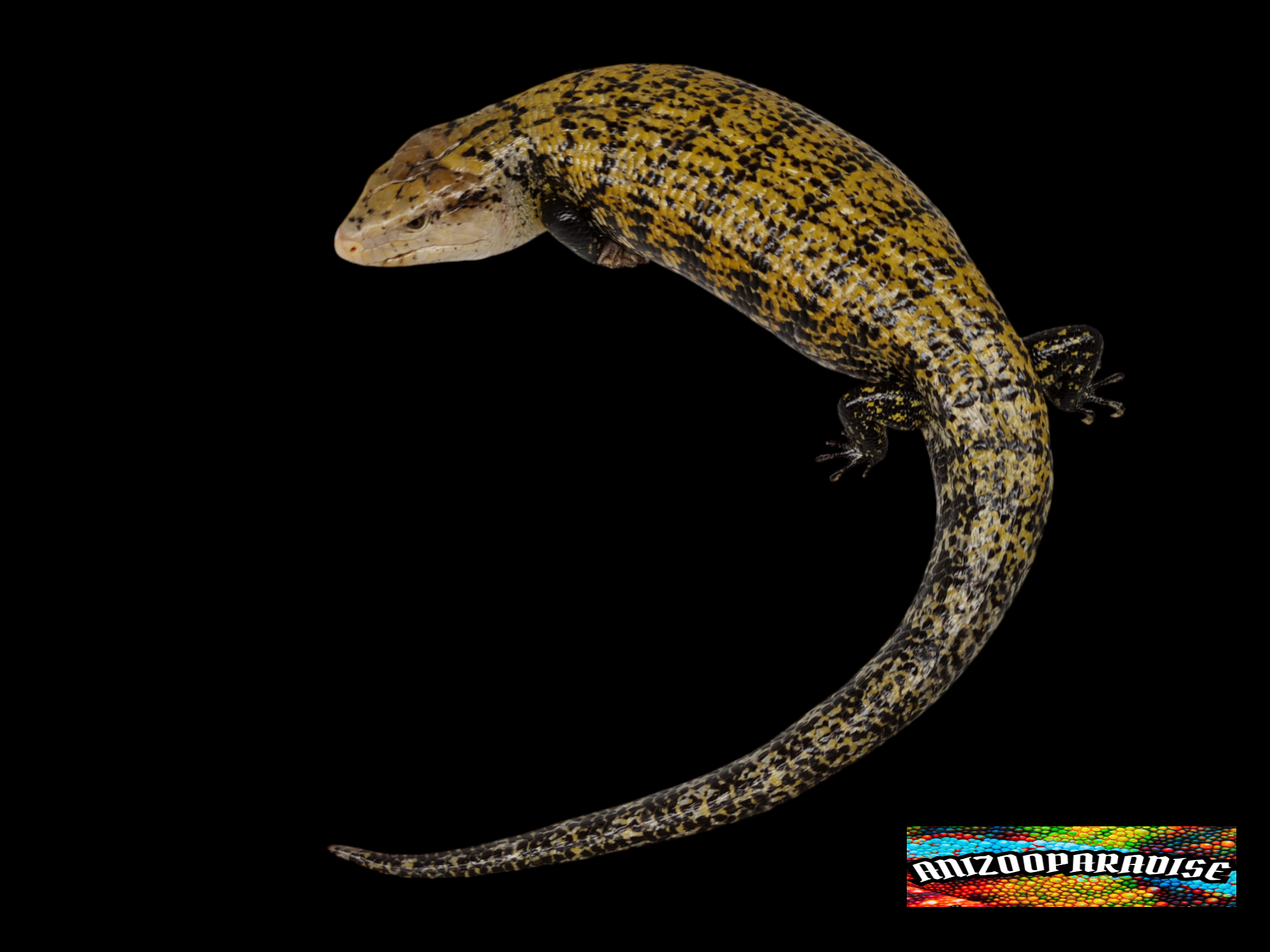 Tiliqua gigas ssp, supposÃ©e femelle adulte nÃ©e en 2020, Nom : GOLDIA
