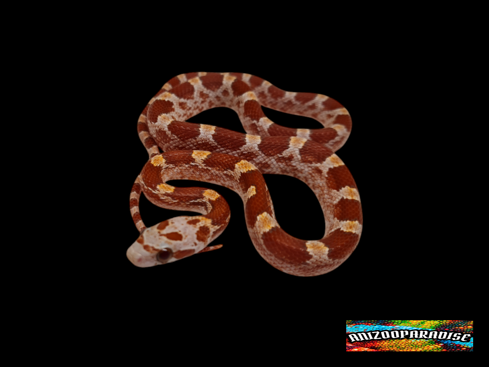 Pantherophis guttatus, jeune nÃ© en 2024 Ã  l'Ã©levage, "Hypo blood masque piedside (low) 100% het.albinos, 50% het.anery, 33% het.motley" Nom : JIKO