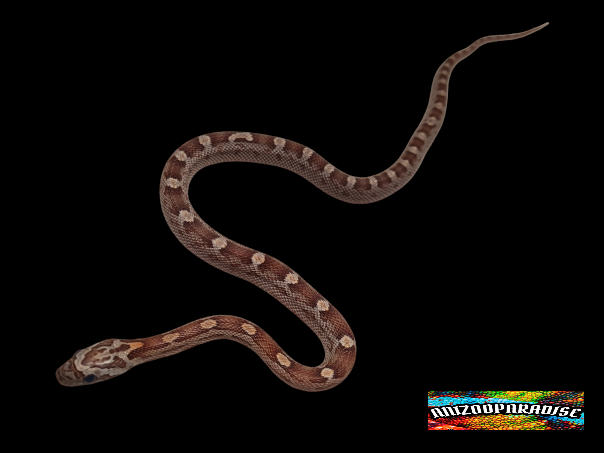 Pantherophis guttatus sp scaleless "Sunkissed motley 66% het.scaleless anery caramel, 33% het.albinos hypo" Femelle 2024 Nom : LORENE