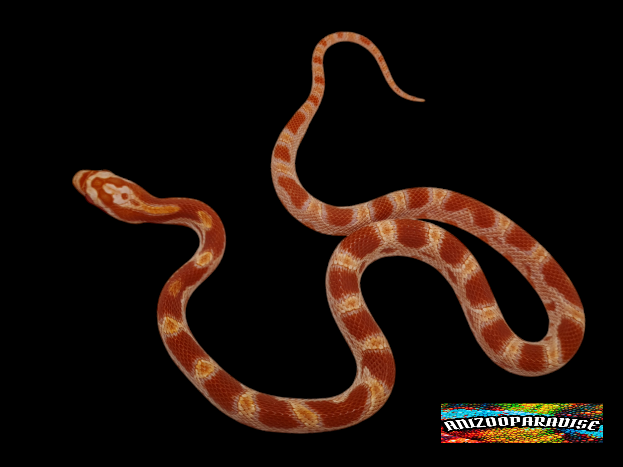 Pantherophis guttatus sp scaleless, jeune femelle nÃ©e en 2024 Ã  l'Ã©levage, "Albinos 100% het.anery, 66% het.scaleless charcoal, 50% het.blood piedside" Nom : MALIA