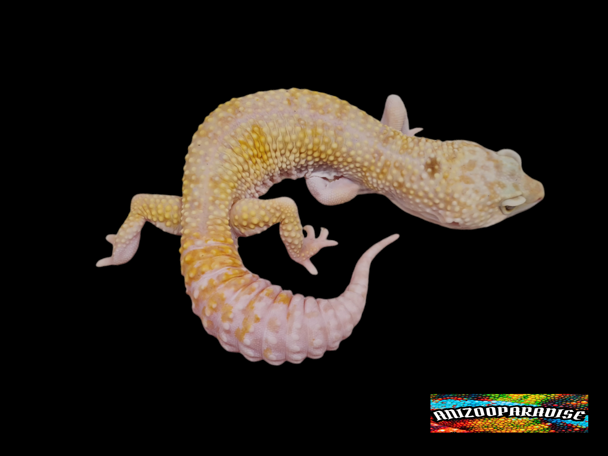 Eublepharis macularius, mÃ¢le adulte nÃ© en 2021, "W&y tremper", Nom : PHILIPPE