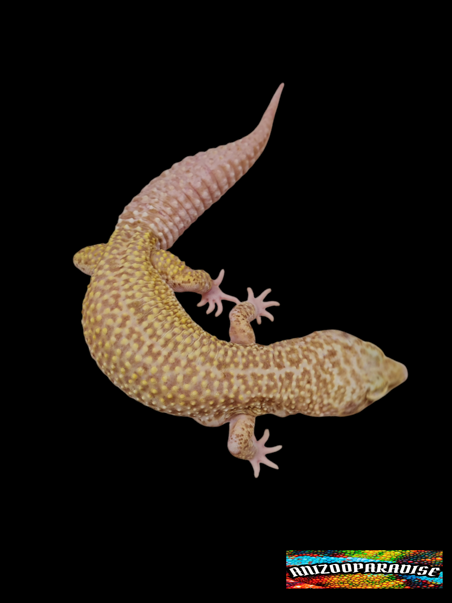 Eublepharis macularius, femelle adulte nÃ©e en 2020, "Mack snow raptor", Nom/rÃ©fÃ©rence : RIDA
