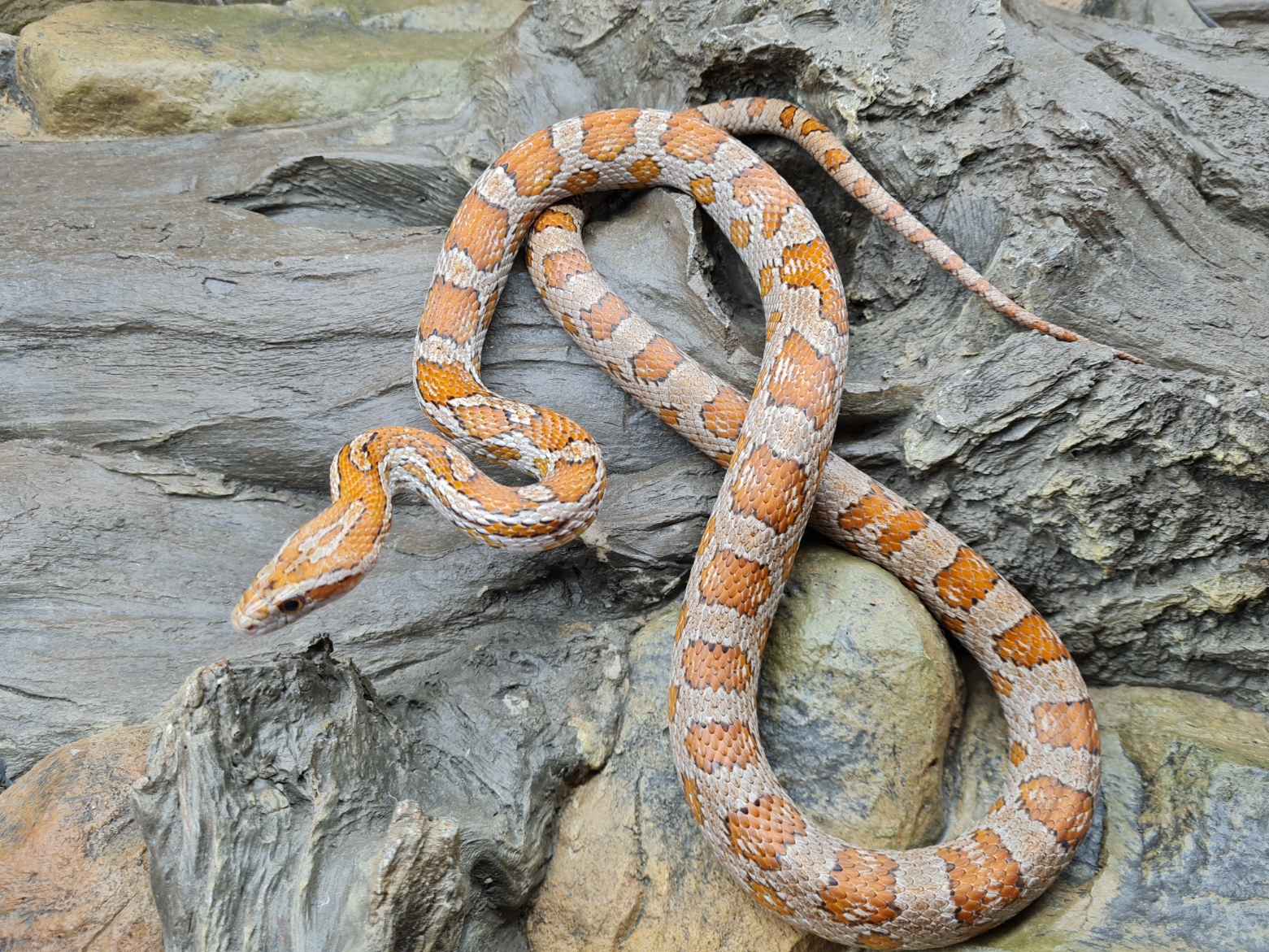 Pantherophis guttatus "Naturel" Mâle 2022 Nom : DONO