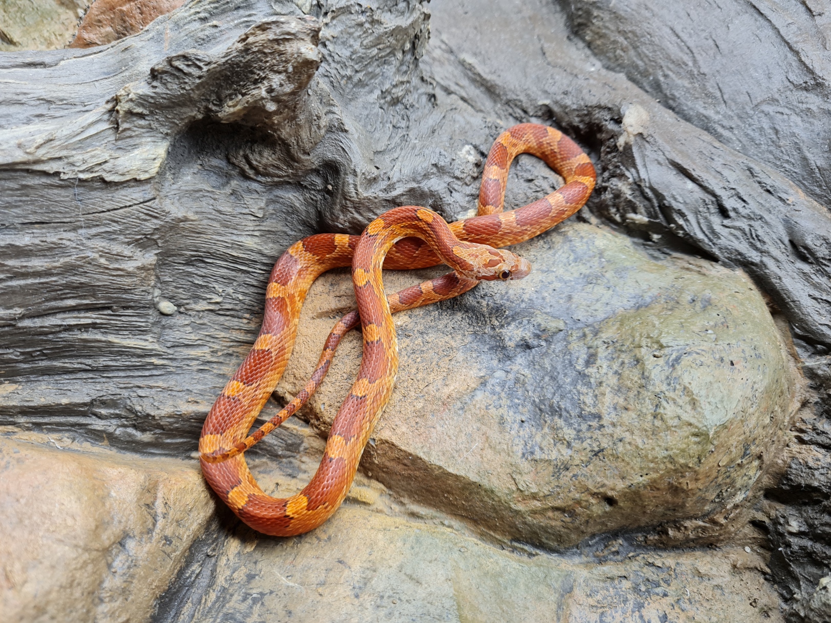 Pantherophis guttatus "Bloodred" MÃ¢le 2023 Nom : DUFO