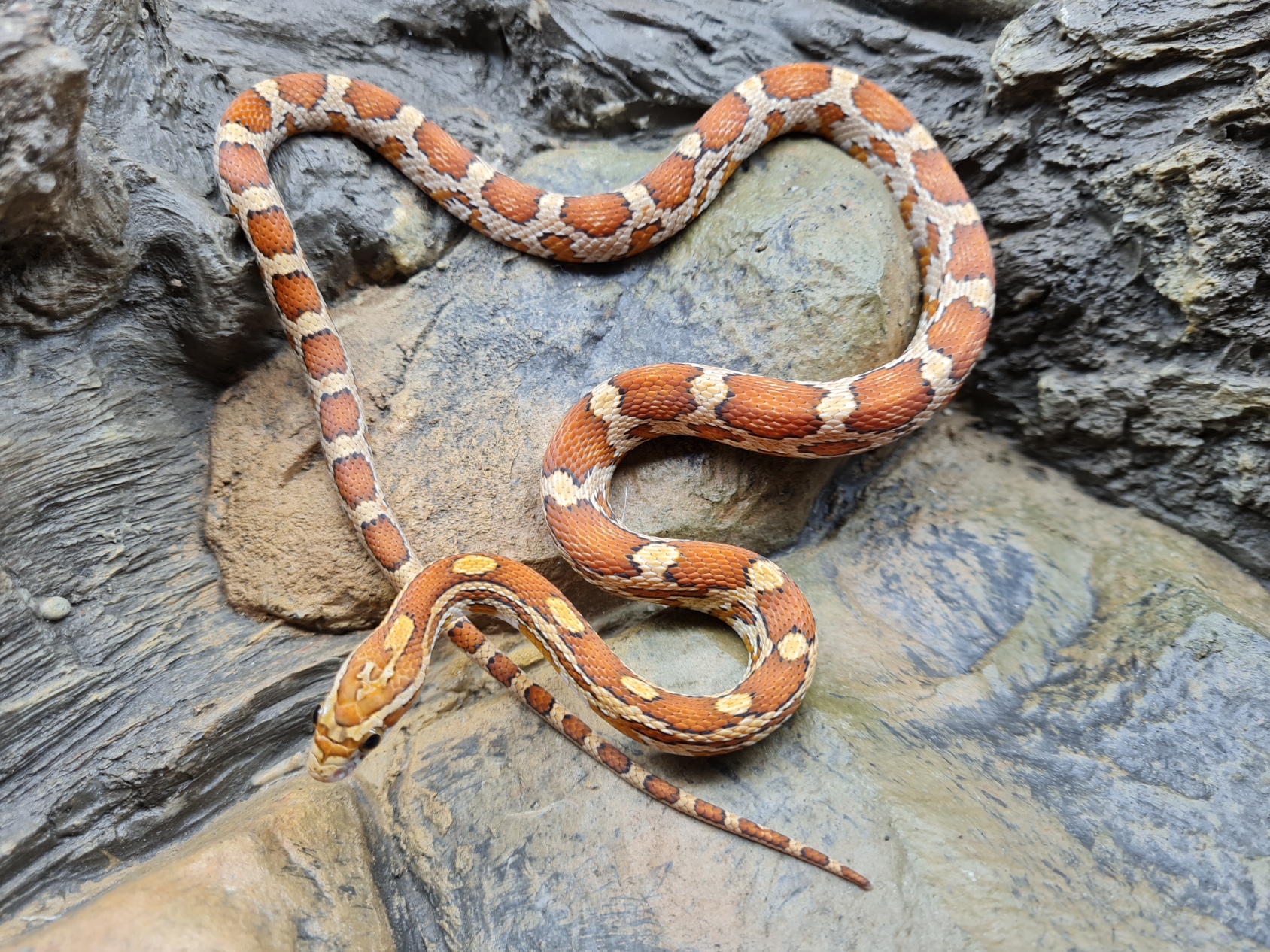 Pantherophis guttatus "Naturel" Femelle 2023 Nom : FUNA