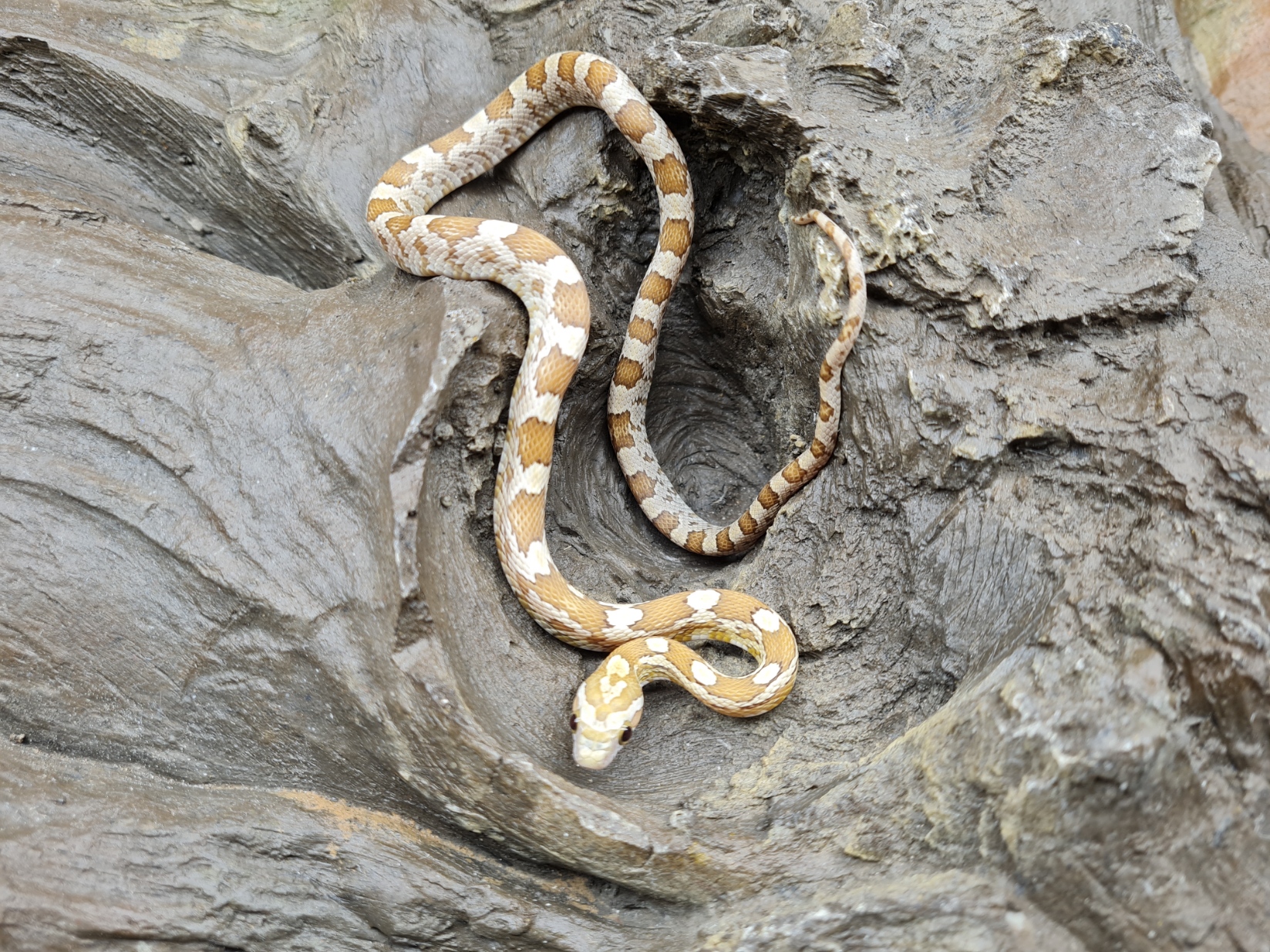 Pantherophis guttatus "Amber 66% het.blood, lavender,stripe" Femelle 2023 Nom/rÃ©fÃ©rence : 40