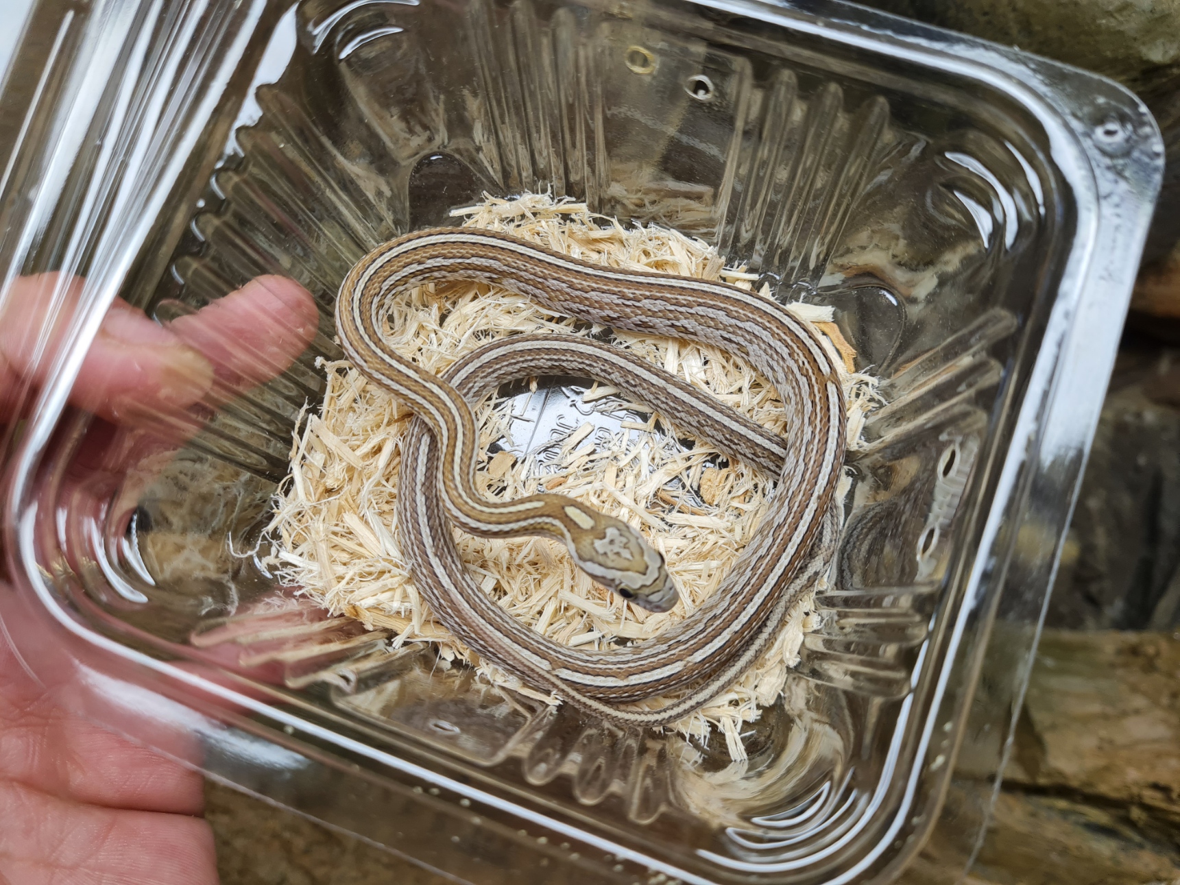 Pantherophis guttatus, jeune mâle né en 2023 à l'élevage, "Tessera caramel 100% het.hypo, 66% het.stripe 50% blood, lavender" Nom/référence : 45