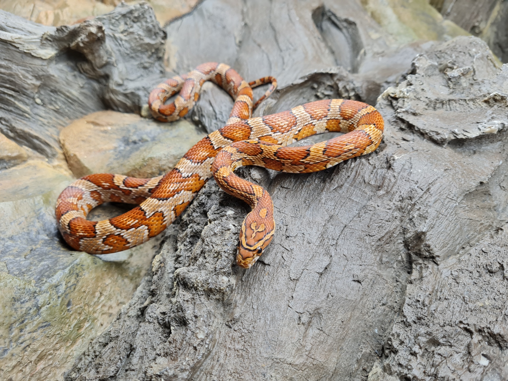 Pantherophis guttatus "Banded" Femelle 2022 Nom : LOPA