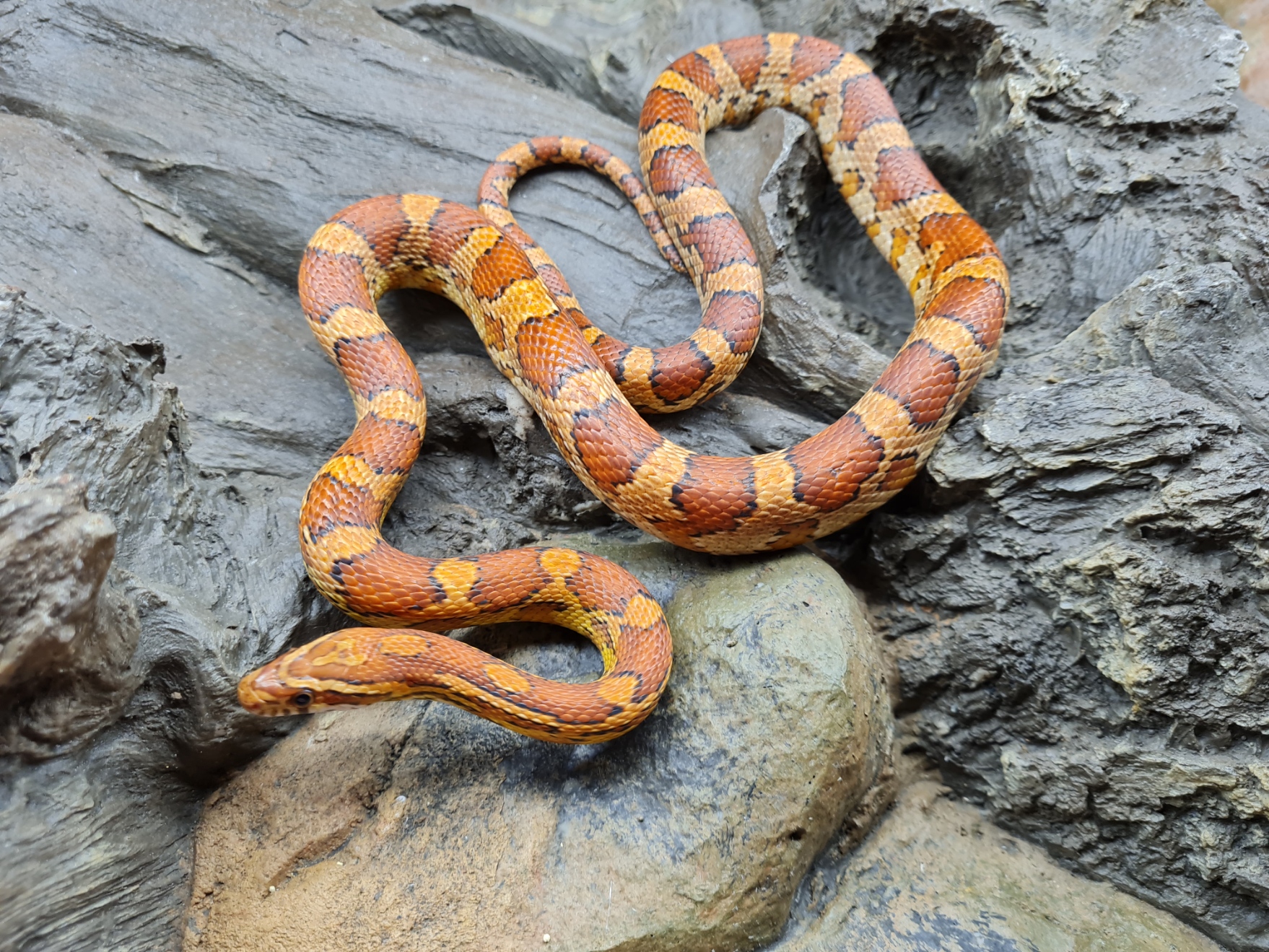 Pantherophis guttatus "Okeetee" Femelle 2022 Nom : LUPI