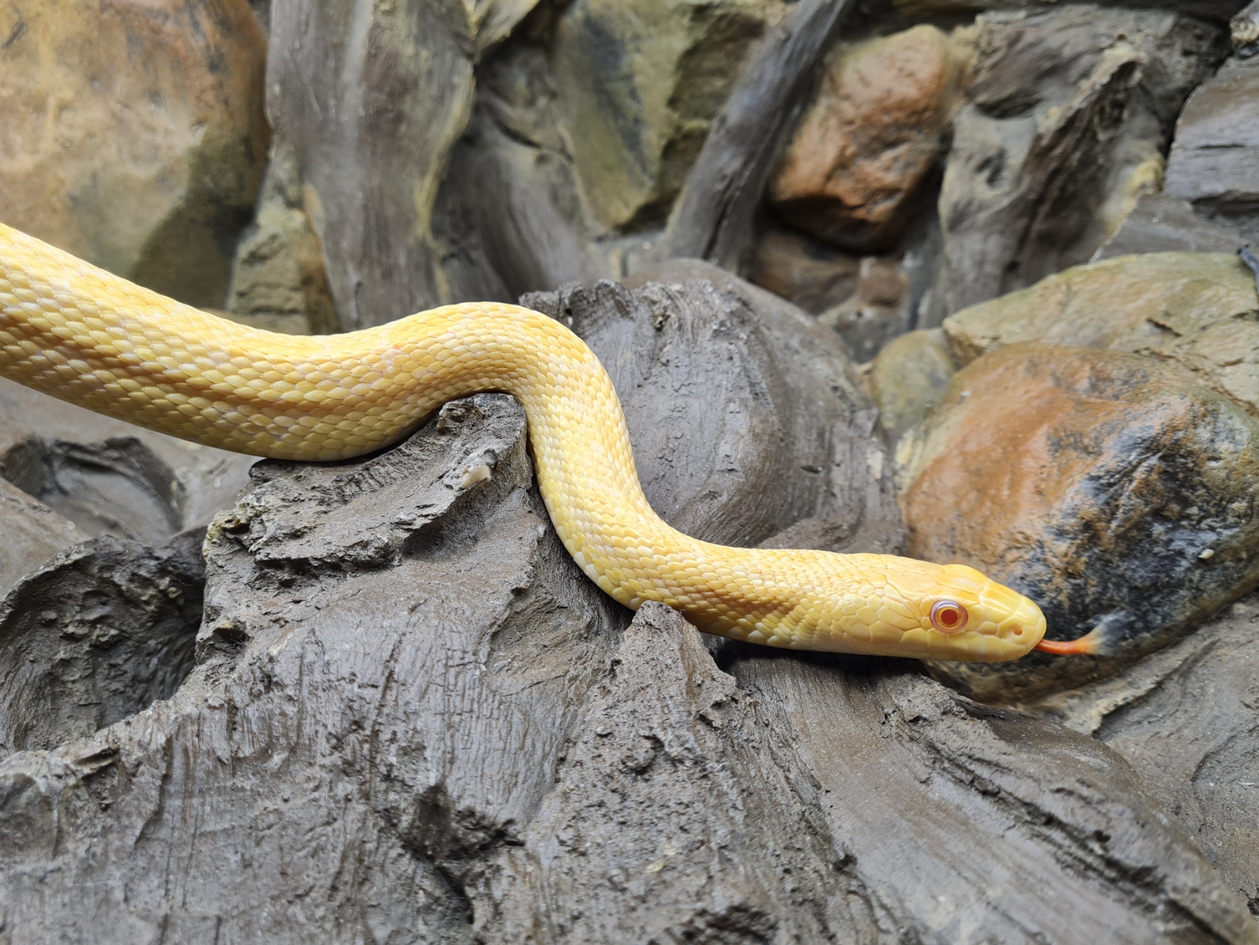 Elaphe climacophora "Albinos" Femelle 2019 Nom : MORDIA