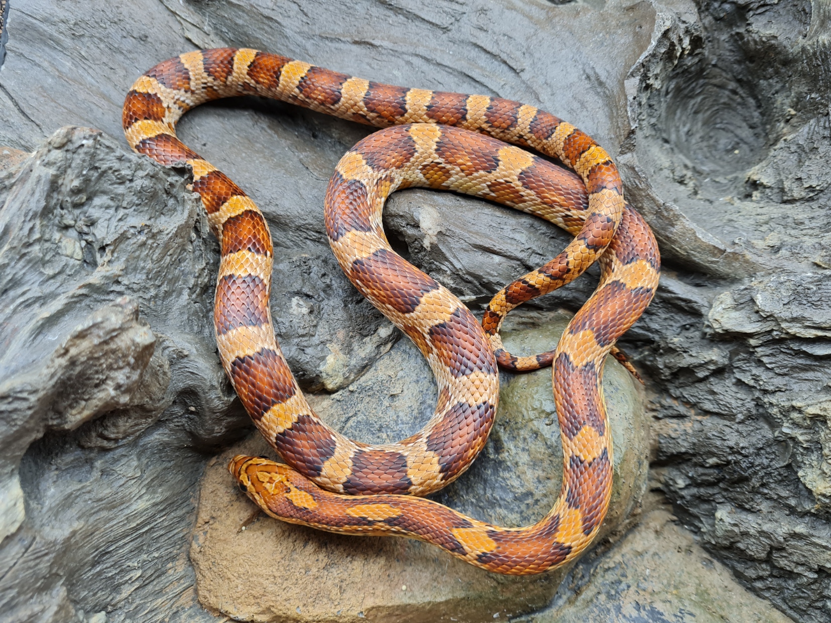 Pantherophis guttatus "Naturel" Mâle 2022 Nom : PLAIO