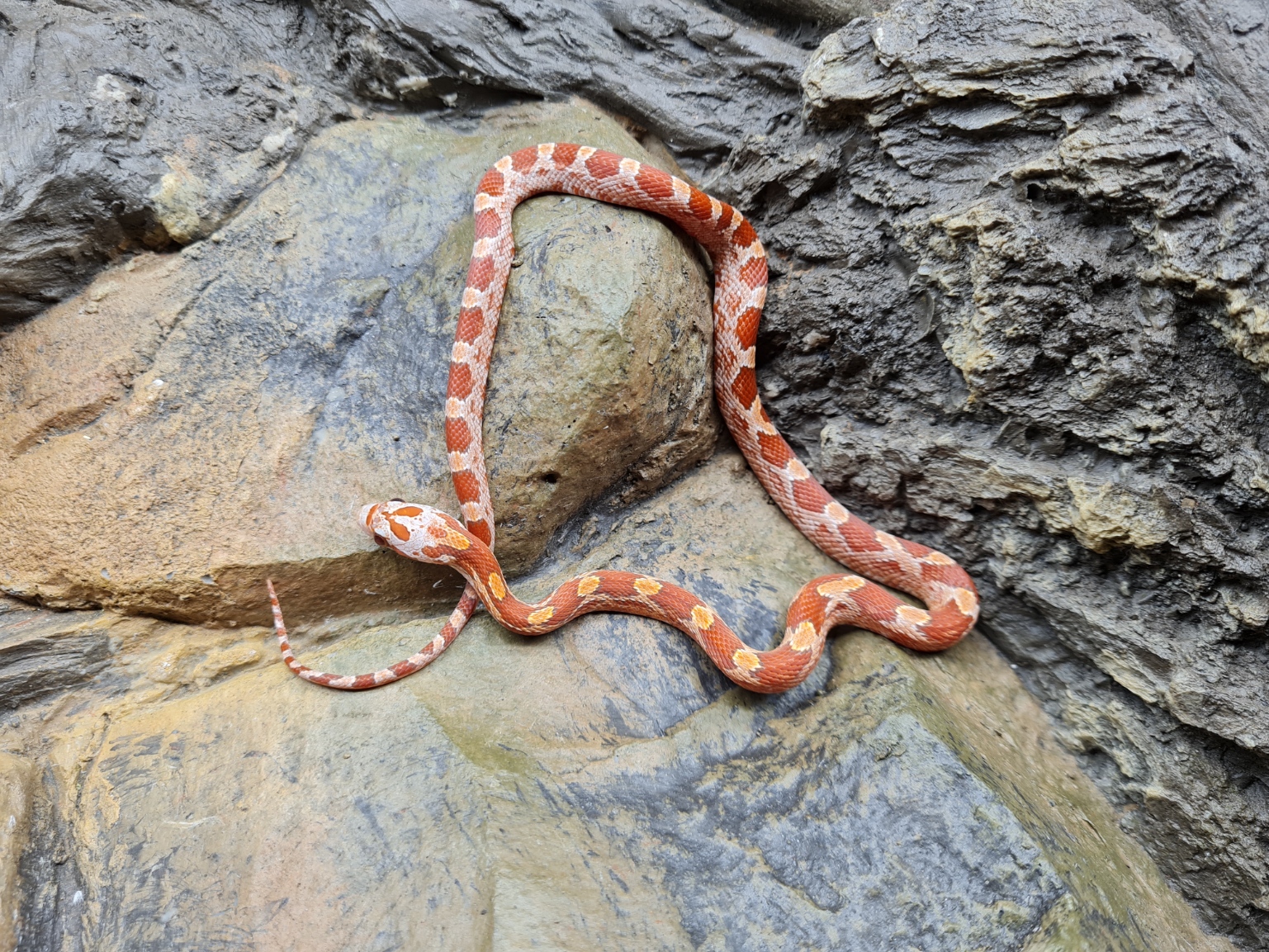 Pantherophis guttatus "Hypo blood masque piedside 100% het.albinos, 50% het.anery, 33% het.motley" Femelle 2024 Nom : DARLA
