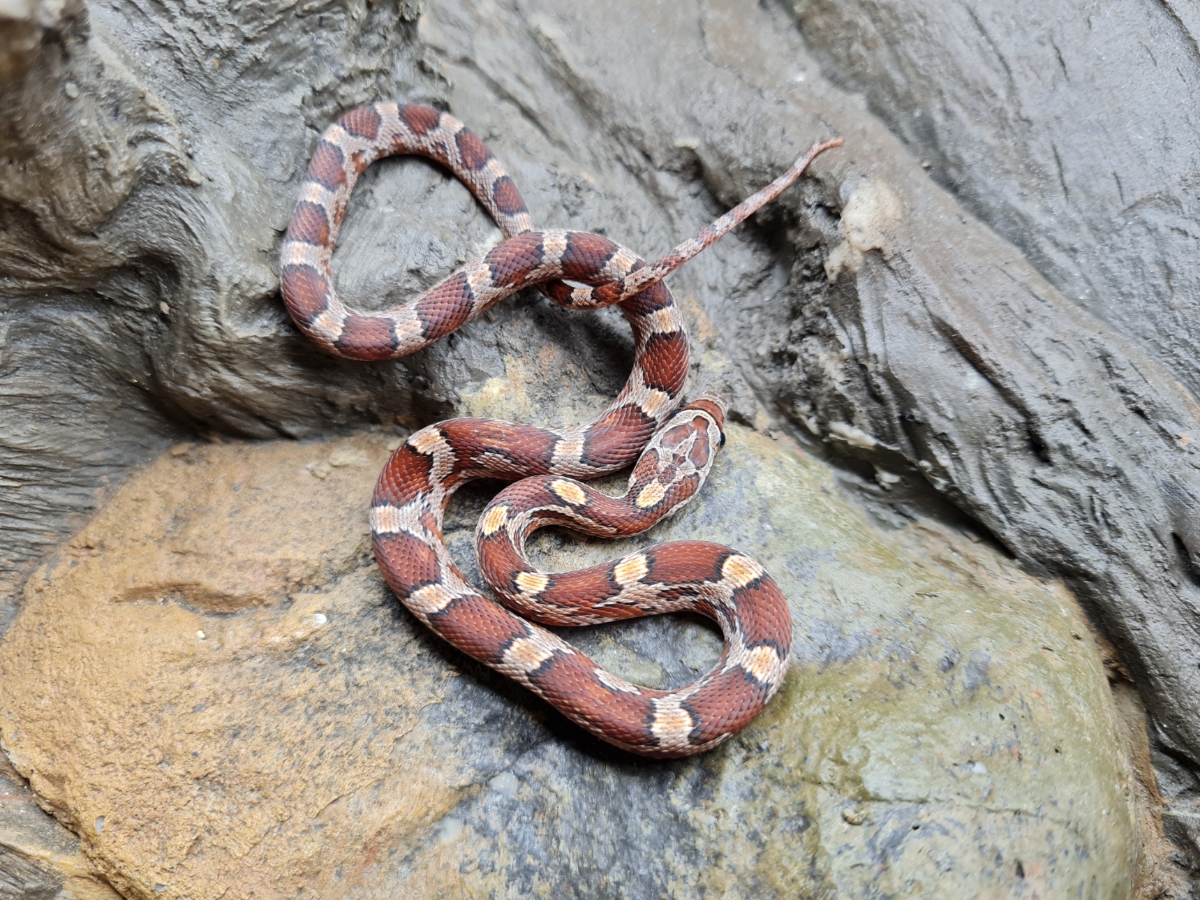 Pantherophis guttatus "Bloodred masque 100% het.albinos, 66% het.charcoal piedside" Femelle 2024 Nom : DIPA