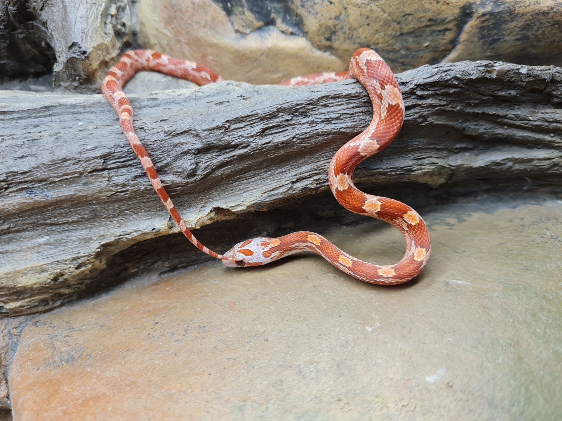 Pantherophis guttatus "Hypo blood masque piedside 100% het.albinos, 50% het.anery, 33% het.motley" Femelle 2024 Nom : ERDIA