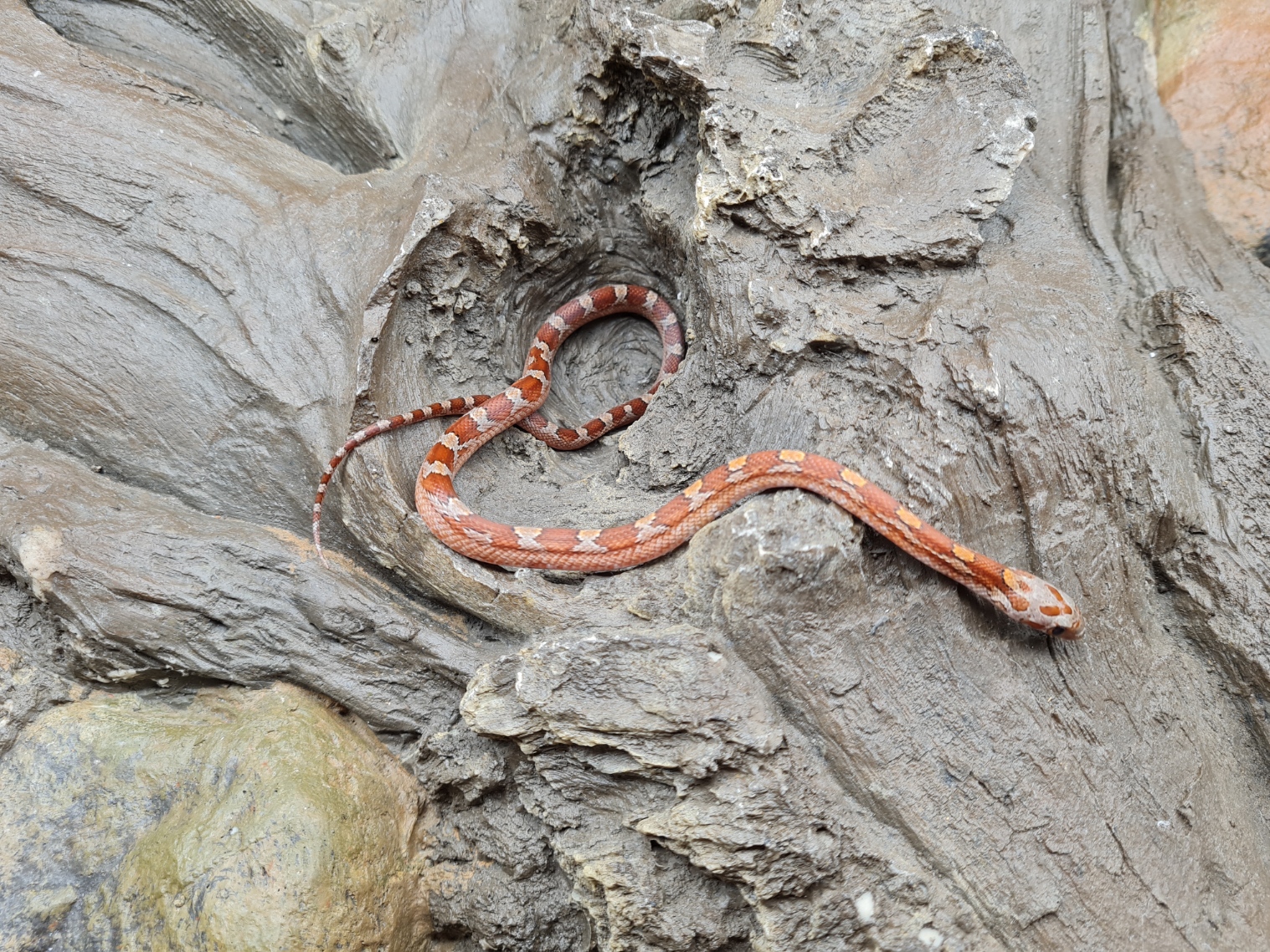 Pantherophis guttatus "Bloodred masque piedside 100% het.hypo albinos, 50% het.anery, 33% het.motley" Femelle 2024 Nom : FARIA