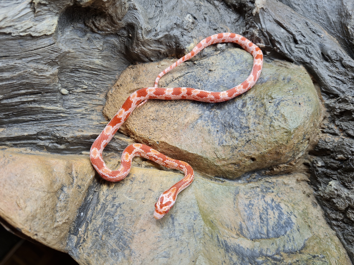 Pantherophis guttatus "Fire banded masque 100% het.charcoal, 66% het.piedside" Femelle 2024 Nom : GADIA