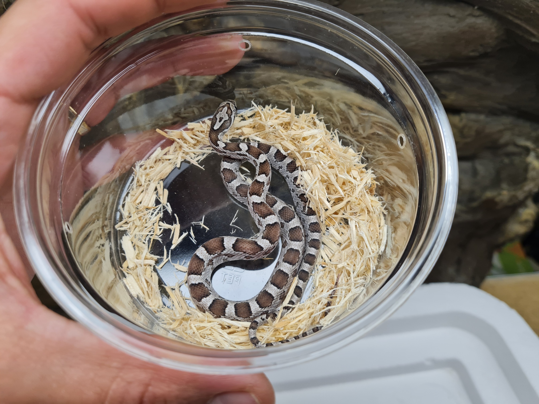 Pantherophis guttatus sp scaleless, jeune mÃ¢le nÃ© en 2024 Ã  l'Ã©levage, "Anery 66% het.scaleless blood hypo 33% het.lavender" Nom : GRULO