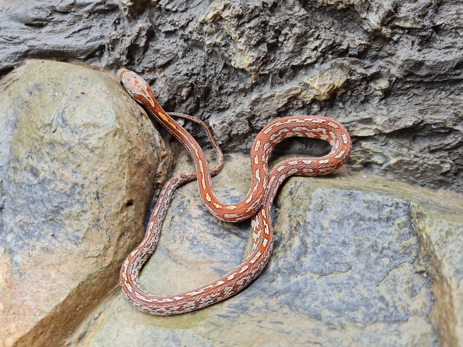 Pantherophis guttatus "Tessera masque 100% het.albinos blood charcoal piedside (med), 50% het .caramel, 33% het.motley scaleless" MÃ¢le 2024 Nom : LOE