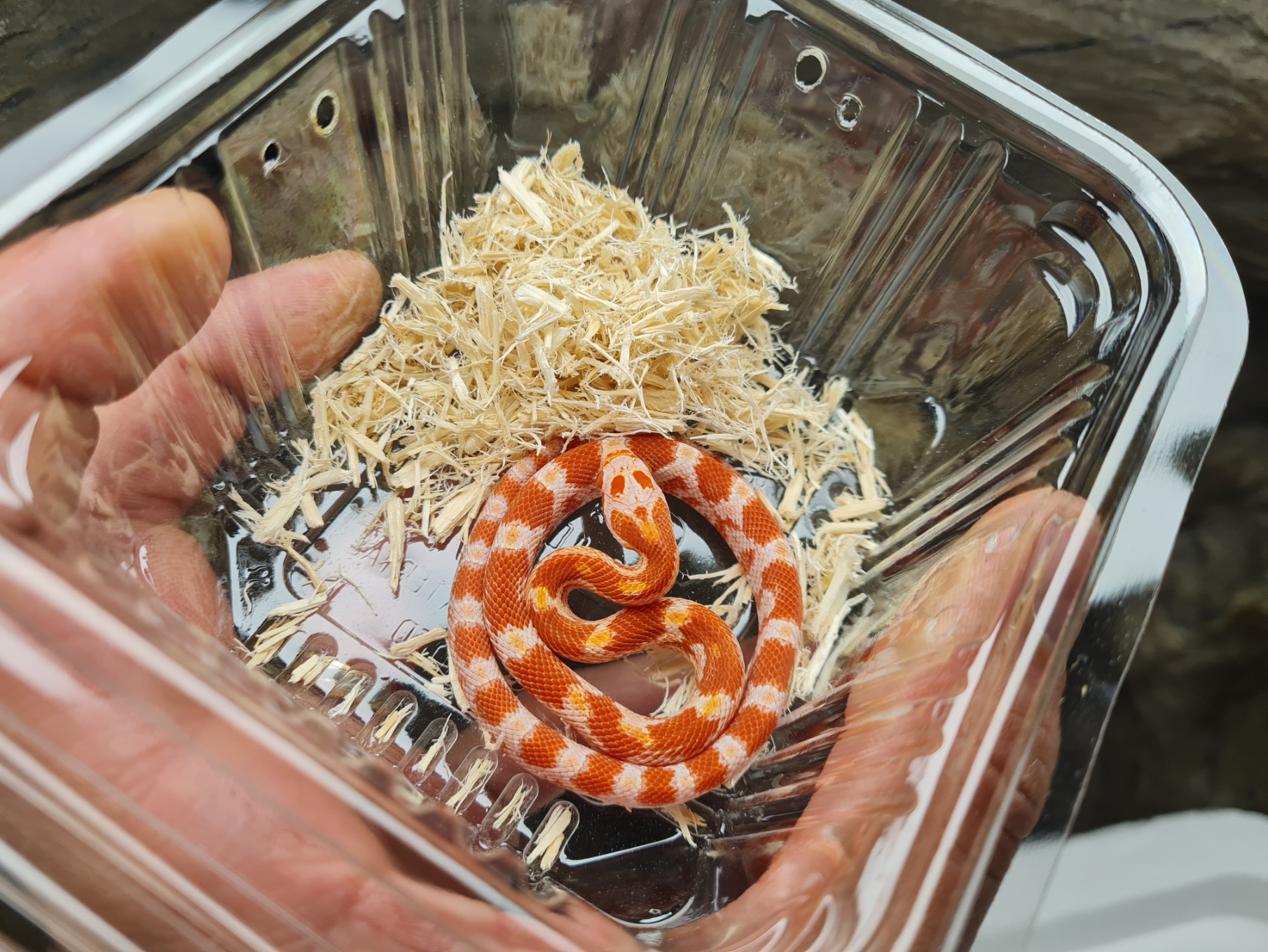 Pantherophis guttatus, jeune mâle né en 2024 à l'élevage, "Fire masque 100% het.piedside (med), 66% het.charcoal, 50% caramel, 33% het.motley scaleless" Nom : MELIO