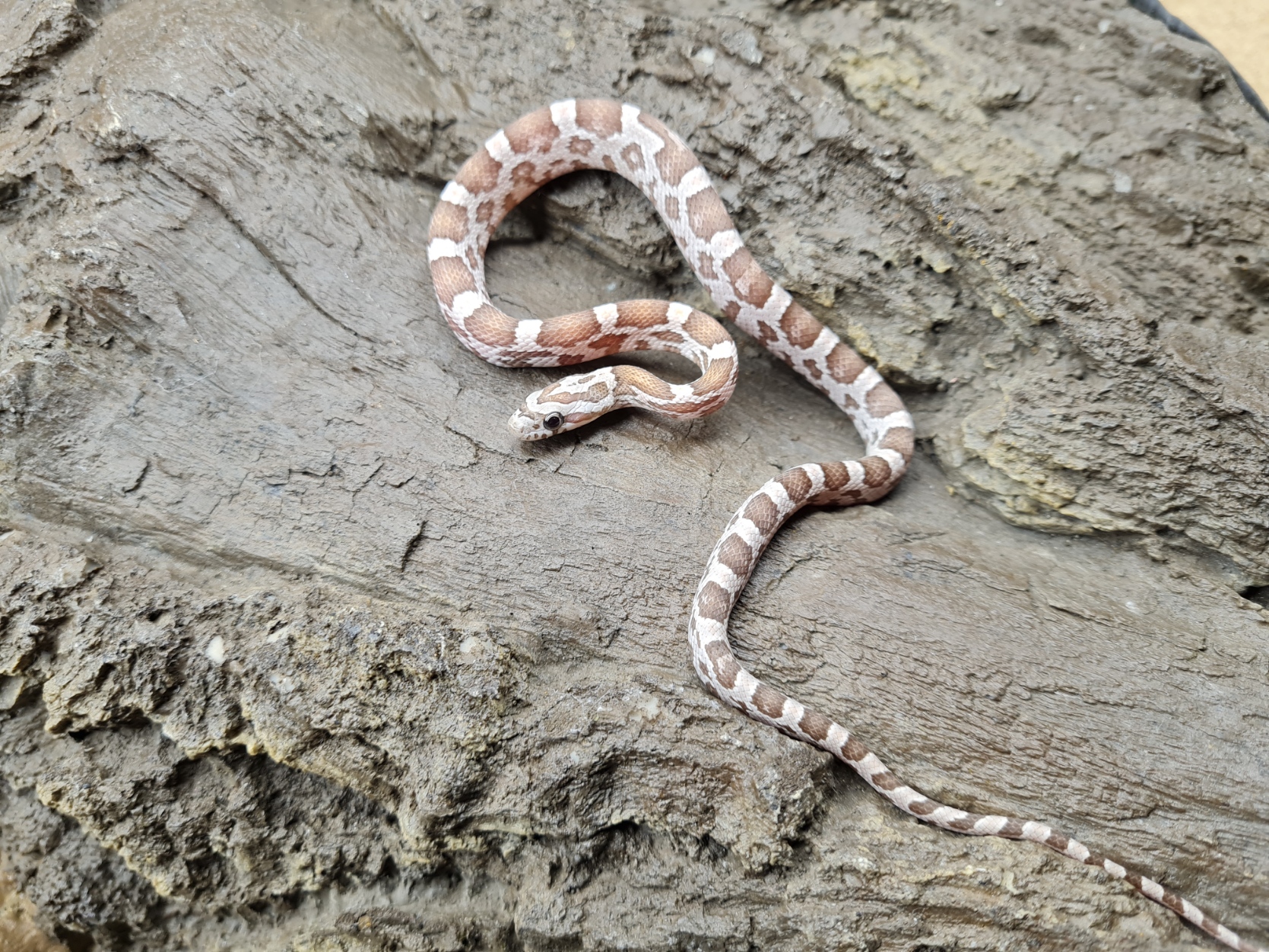 Pantherophis guttatus "Ghost sunkissed 66% het.stripe, 33% het.albinos caramel" MÃ¢le 2024 Nom : ORTIMO