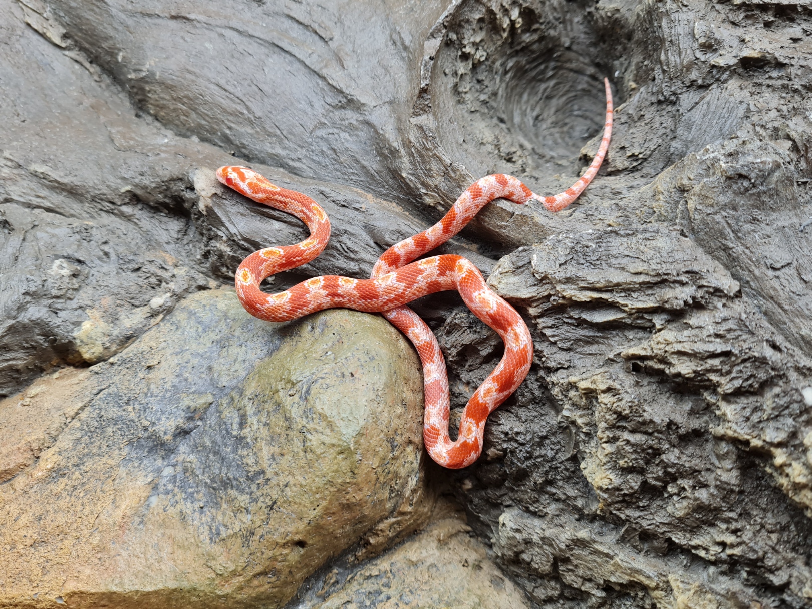 Pantherophis guttatus "Fire banded masque 100% het.charcoal, 66% het.piedside" Femelle 2024 Nom : RADIA