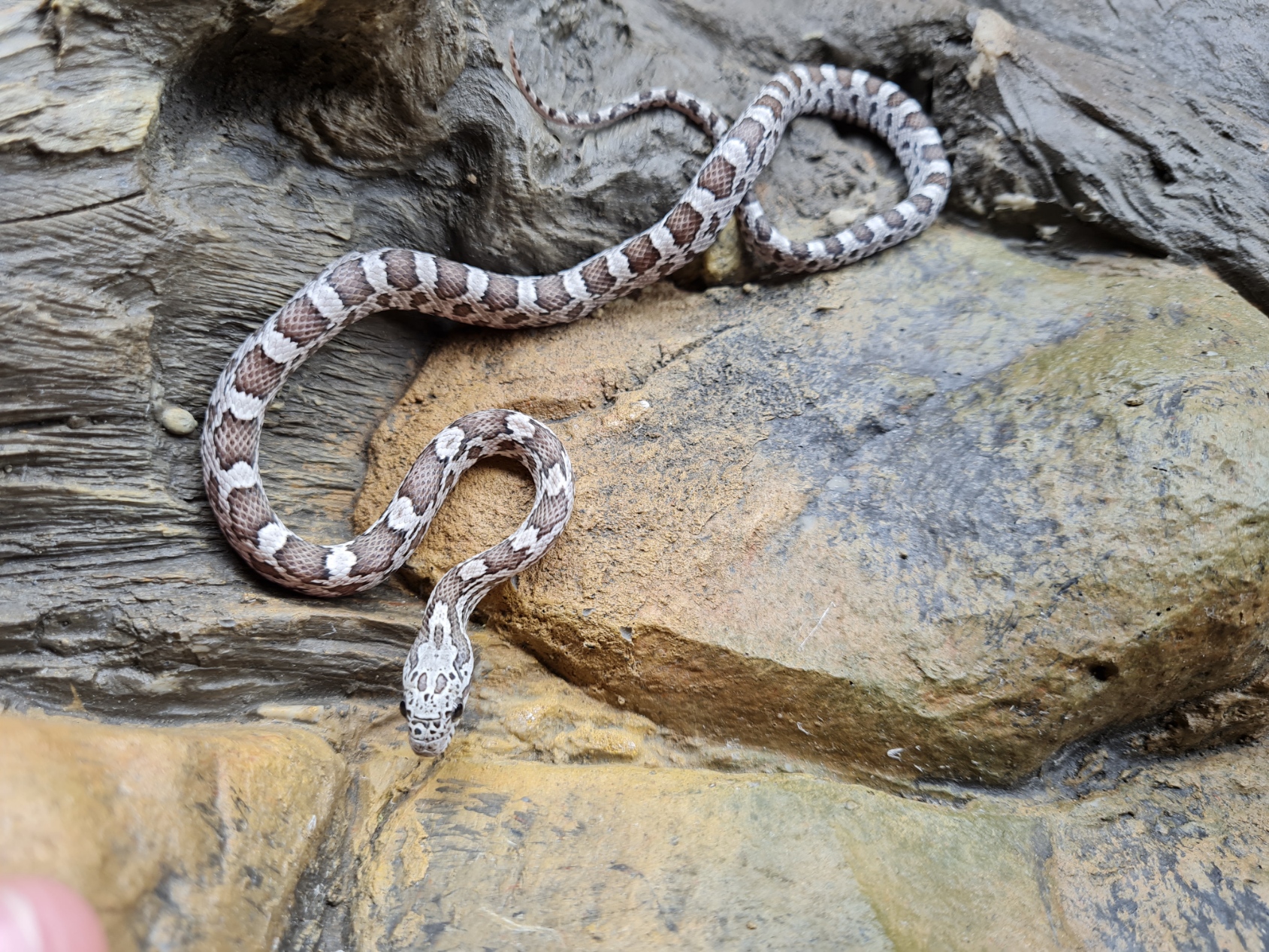 Pantherophis guttatus sp scaleless "Sunkissed anery 66% het.scaleless motley, 33% het.albinos caramel hypo" MÃ¢le 2024 Nom : RIDEX