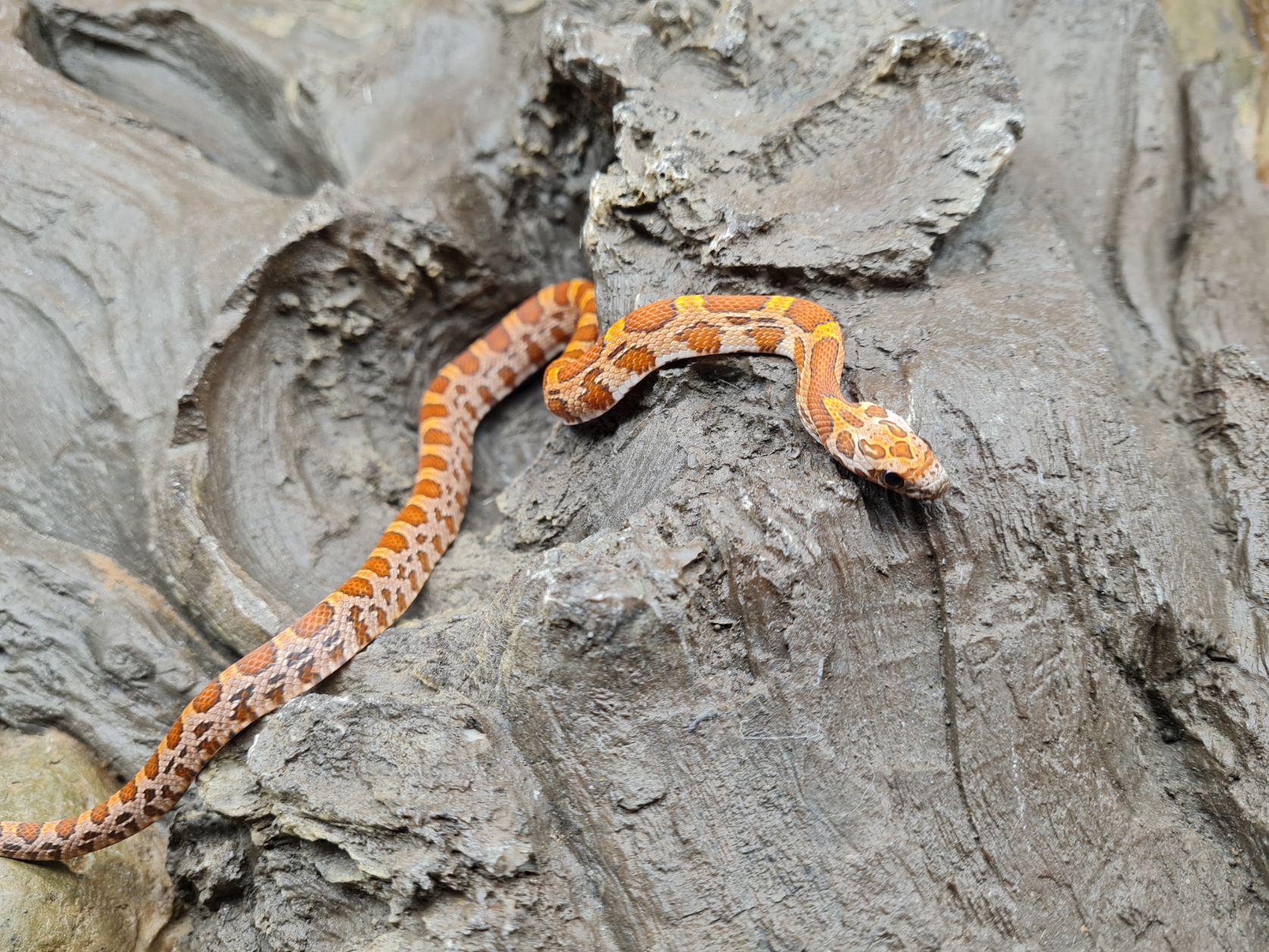 Pantherophis guttatus "Sunkissed 100% het.hypo, 66% het.anery stripe, 33% het.albinos caramel" MÃ¢le 2024 Nom : SCINO